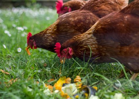 Foragen Chicklet .